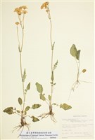 藏品(香千里光)的圖片